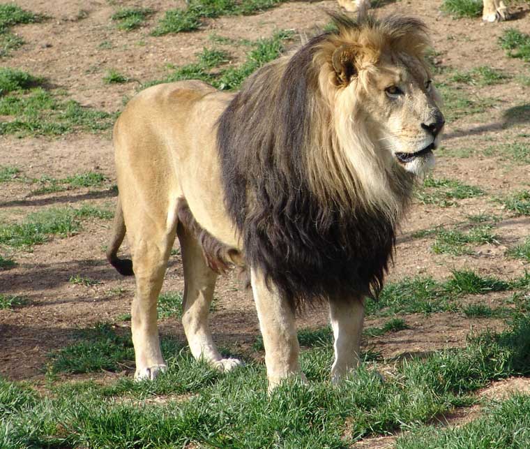 animal célèbre au Maroc lion de l'Atlas